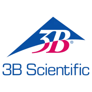 3B